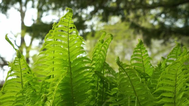 A Panning Shot Of Ferns And Leaves In Spring Forrest.