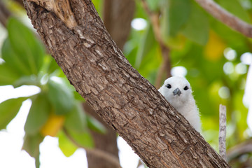  white tern