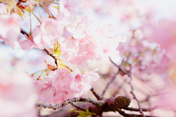 寺山公園のカワズザクラ	