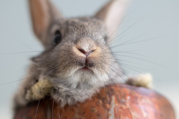 Close up of a bunny nose