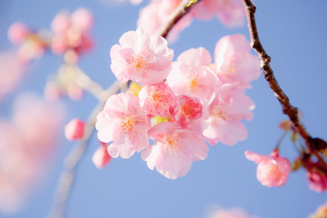 寺山公園のカワズザクラ	