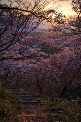 長野県・伊那市 春の高遠城址公園の夕景