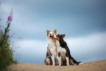 two dogs hugging together for a walk. Pets in nature. Cute border collie in the field against the...