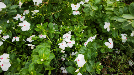 Obraz na płótnie Canvas Beatiful rose periwinkle,Catharanthus roseus, commonly known as bright eyes, Cape periwinkle, graveyard plant, Madagascar periwinkle, old maid, pink periwinkle, or rose periwinkle