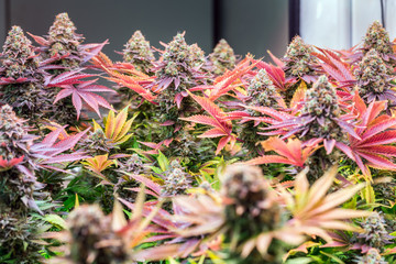 HDR close up shot of a cannabis plant blossom