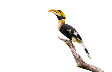 Great hornbill on branch on the White Blackground - Powered by Adobe