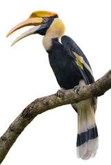 Great hornbill on branch on the White Blackground