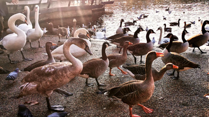 A flock of ducks and geese at the bank