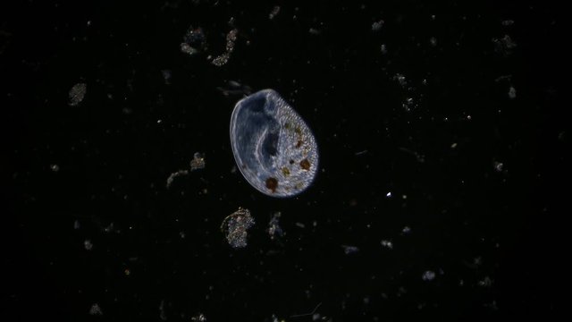 microorganism in pond water under microscope unicellular organisms