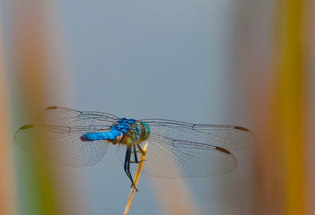 blue dragonfly