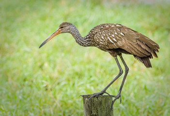 Limpkin