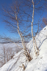 Зима береза