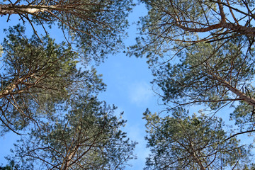 The tops of the trees against a clear sky in the forest. Blue sky and trees view from below.