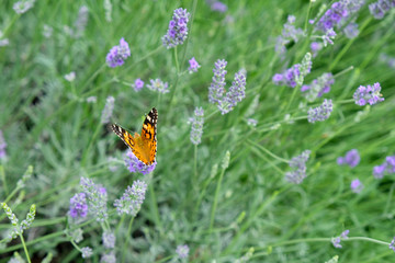 Fototapeta na wymiar painted lady on lavender flower, closeup. Lavender flowers on a background of plants in the park. Butterfly closeup.