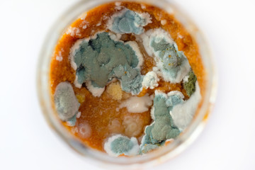 Mold in a jar with zucchini caviar top view. Mold on products. Microscopic mushrooms that live on foods