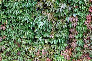 Wild creeper or Partenocissus close-up. Partenocissus with juicy bright green leaves and young shoots on the fence. North American tree deciduous liana for decorating fences and buildings