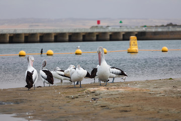 A flock of pelicans sitting on the side of a large estuary near the mouth of the River Murray in Goolwa