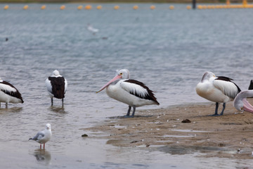 A flock of pelicans sitting on the side of a large estuary near the mouth of the River Murray in Goolwa