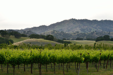 Fototapeta na wymiar vineyard in California wine country