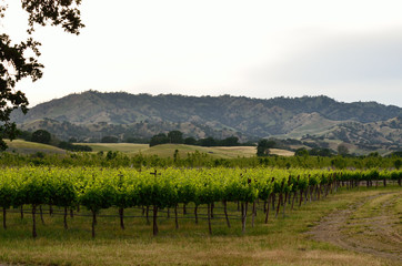 Fototapeta premium vineyard in California wine country