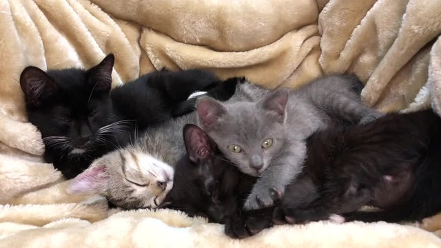 4K HD video four diverse kittens sleeping on a fluffy brown blanket, grey kitten yawns, stretches then they all settle down to sleep. 2 black kittens, 1 gray and 1 gray tabby, snuggling together