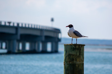 Laughing Gull on Post by Bridge