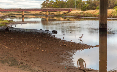An Ibis bird looking for food in a small river under a road bridge as the sun rises