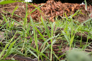 Green grass, logs and dry brown leaves, beautiful and fresh nature