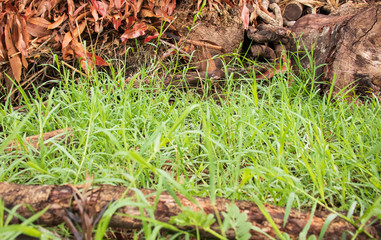 Green grass and soil closeup with some dry leaves and logs. 