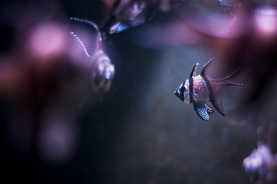 Closeup Of A Fish In An Aquarium With Its Reflection Under Purple Lights With A Blurry Background