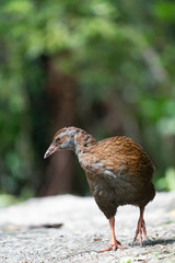 Close up of a Weka bird in New Zealand