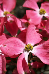 Fototapeta na wymiar Dogwood flowers