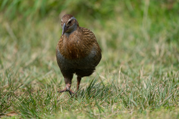 Close up of a Weka bird in New Zealand