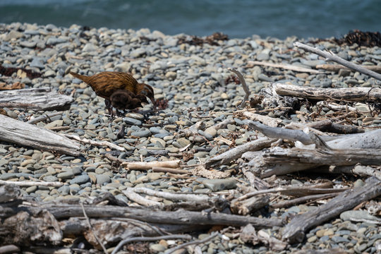 Weka bird and her chicks on a beach in New Zealand