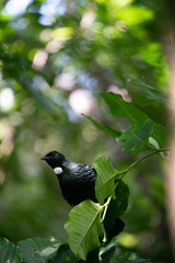Tui bird on a branch in New Zealand