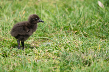 Closeup of a Weka chick in New Zealand