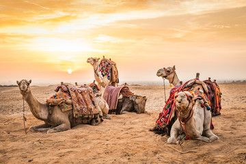Camels at the Great Pyramids of Giza - obrazy, fototapety, plakaty
