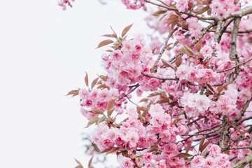 Branches of cherry blossoms. Beautiful Sakura in the garden