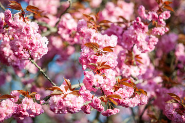 Branches of a flowering Apple tree. Blooming Apple tree in the white garden