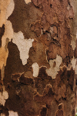 Wooden texture. Texture of tree bark. Beautiful tree bark.