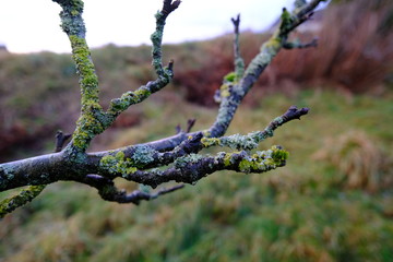 Apple tree branches in the cold winter time.