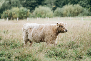 Cow in the pasture. Hairy cow in a green field