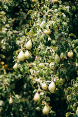 Delicious pears on a branch close-up. Fresh pears in the garden on a branch. Pears close up.