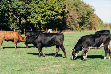 Cows grazing near forest. Cows graze near the forest on the green grass. Cows eat dried grass.