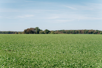 Field trees and blue sky. Field near a country road.