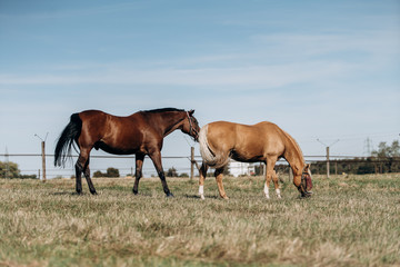 Naklejka na ściany i meble Horse farm. Horses on a horse farm. Horses graze on a horse farm.