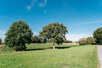 Field, tree and blue sky. Trees in a green field and a beautiful sky.