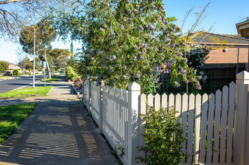 Pedestrian walkway in Melbourne's suburb. The white wooden fence of front yard garden on side of sidewalk in suburban street. VIC Australia.