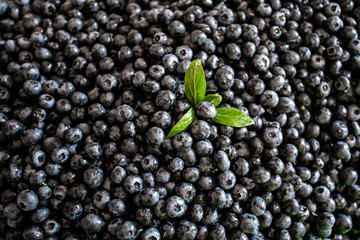 Fresh blueberries with green leaves. Fresh blueberry background