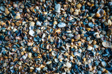 A collection of seashells on a sea beach - background texture